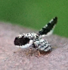 Callopistromyia strigula