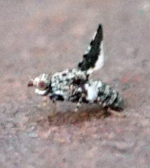 Callopistromyia strigula
