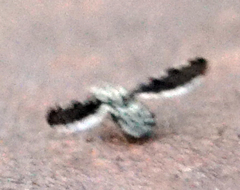 Callopistromyia strigula