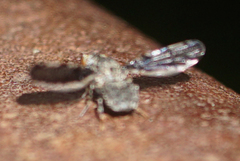 Callopistromyia strigula