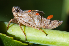 Lystridea