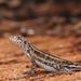 Southern Mallee Dragon - Photo (c) Reiner Richter, some rights reserved (CC BY-NC-SA), uploaded by Reiner Richter