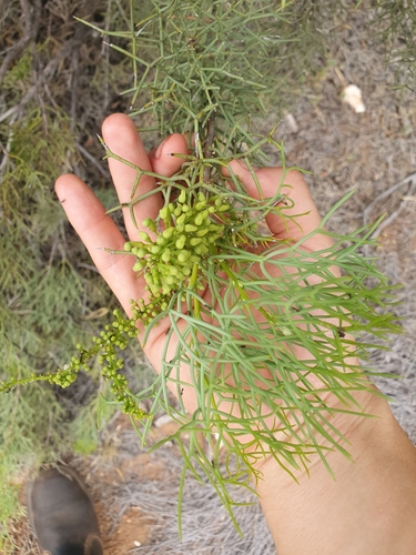 Image of Hakea divaricata by (c) maxark, some rights reserved (CC BY)
