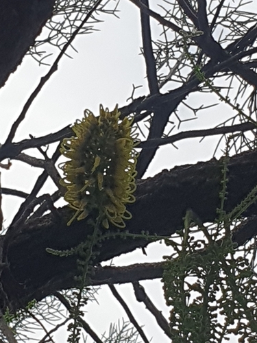 Image of Hakea divaricata by (c) maxark, some rights reserved (CC BY)