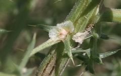 Salsola ryanii