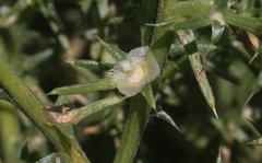 Salsola ryanii