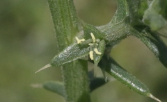 Salsola ryanii