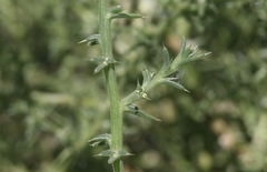 Salsola ryanii