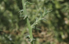 Salsola ryanii
