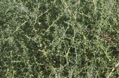 Salsola ryanii