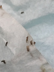 Brachymyrmex patagonicus