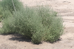 Salsola ryanii