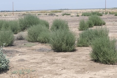 Salsola ryanii