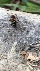 Neoclytus acuminatus