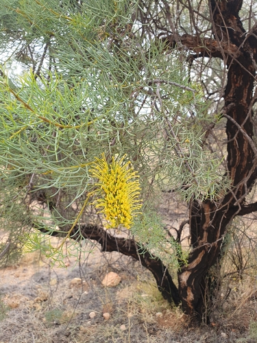 needlewood (Hakea divaricata)