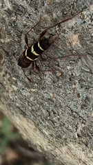 Neoclytus acuminatus