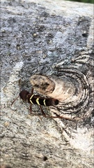Neoclytus acuminatus