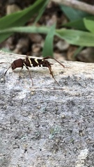 Neoclytus acuminatus