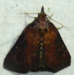 Omphalocera munroei