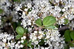 Ceanothus martini