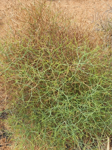 Image of Leschenaultia divaricata by (c) maxark, some rights reserved (CC BY)