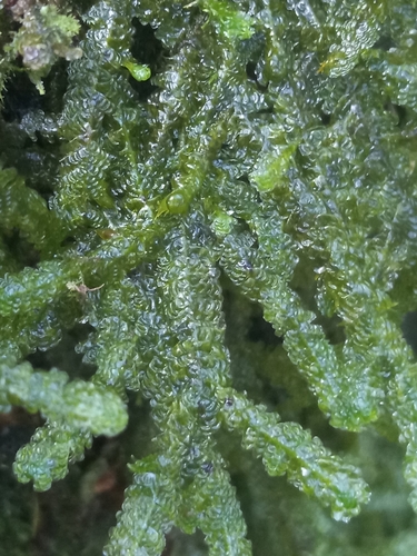 Neckeropsis undulata