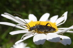 Trachysida mutabilis