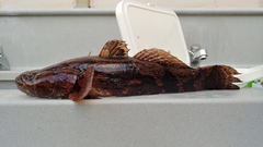 Oxyeleotris marmorata