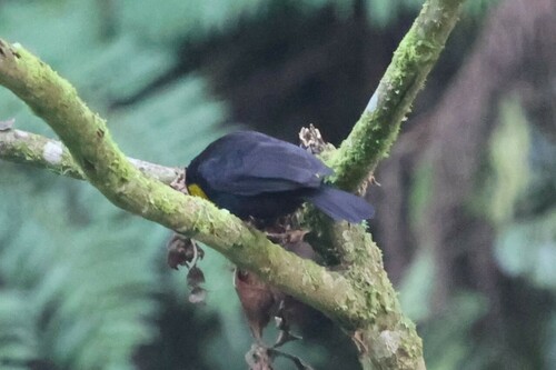 Black-billed Weaver (Ploceus melanogaster), photo 10