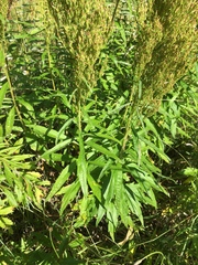 Artemisia suksdorfii