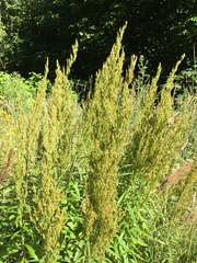 Artemisia suksdorfii