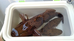 Oxyeleotris marmorata