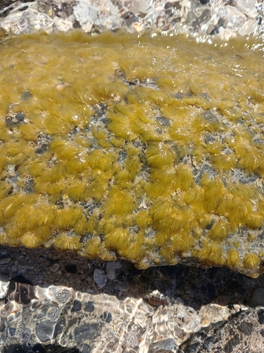 Asteronema breviarticulatum observed 2024-11-03