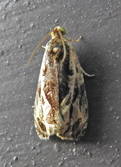 Olethreutes nigranum