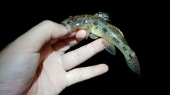 Glossogobius olivaceus