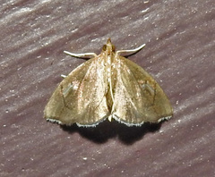 Perispasta caeculalis