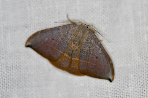 Spiny Hook-Tip, 7200 Campinho, Portugal, photo 5 of 10
