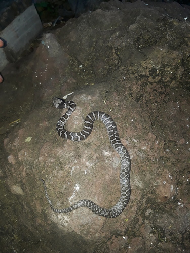 Tanzer’s Night Snake