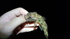 Glossogobius olivaceus