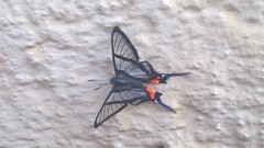 Chorinea heliconides