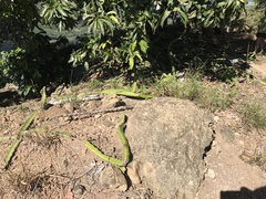 Selenicereus setaceus