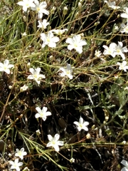 Eremogone ferrisiae