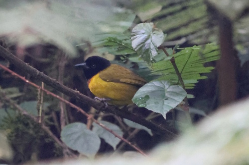 Strange Weaver (Ploceus alienus), photo 4
