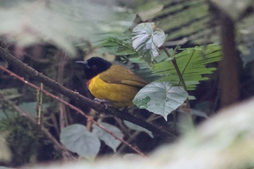Strange Weaver (Ploceus alienus), photo 5