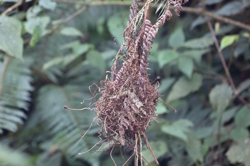 Strange Weaver (Ploceus alienus), photo 7