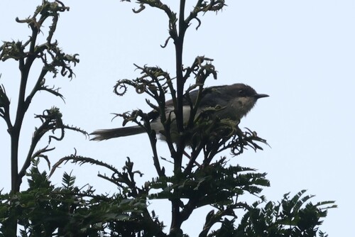 Grey Apalis (Apalis cinerea), photo 3