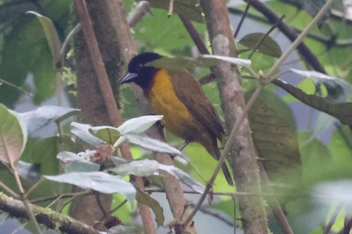 Strange Weaver (Ploceus alienus), photo 6