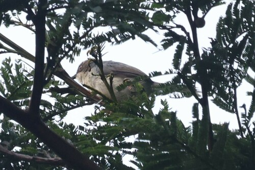 Grey Apalis (Apalis cinerea), photo 4