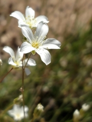 Eremogone ferrisiae
