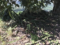 Selenicereus setaceus